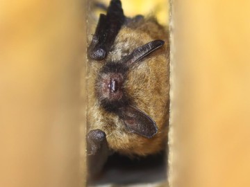 Monitoring zasiedlenia skrzynek nietoperzowych w trzech Parkach ZPKWŁ, <p>nocek Brandta (Myotis bradtii)</p>